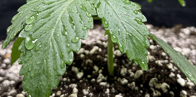 Small cannabis plant